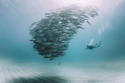Low angle view woman swimming by fish in sea