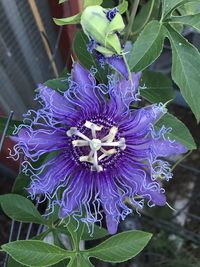 Close-up of raindrops on purple flowering plant