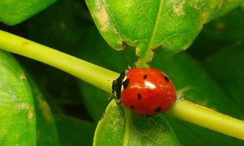 Close-up of ladybug on leaf