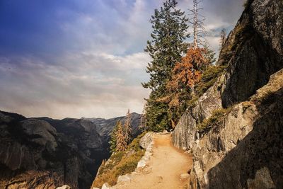 Trees on cliff against sky