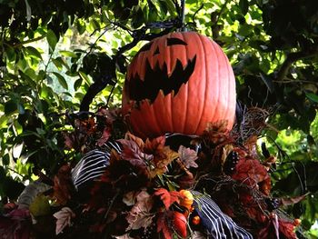 Close-up of pumpkin on flowering plants