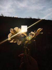 Close-up of hand holding flower