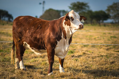 Cow standing in a field