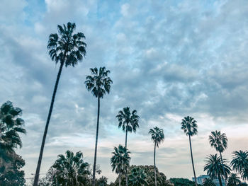 Palm trees california 