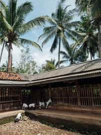 Palm trees and houses against sky