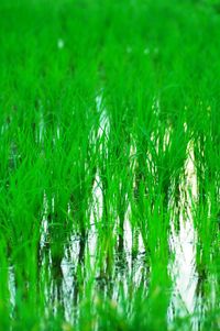 Close-up of grass growing on field