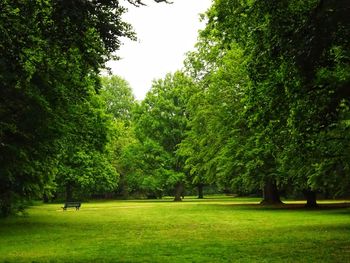 Trees in park against sky