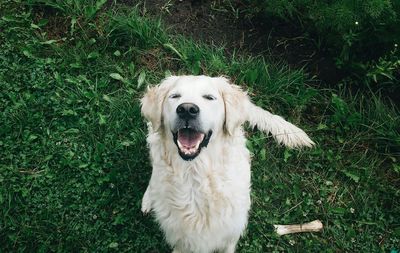 Portrait of white dog on lawn