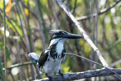 Bird perching on a branch