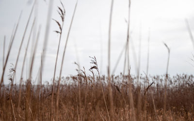 Close-up of grass on field against sky