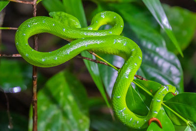 Close-up of wet plant