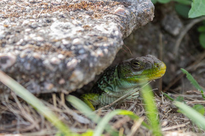 Close-up of lizard on land