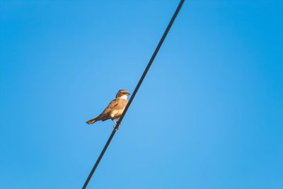 Low angle view of bird perching on cable against blue sky