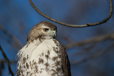 One of the red-tailed hawks of green-wood cemetery, brooklyn