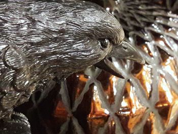 Close-up of duck swimming in water