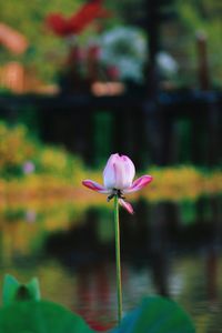 Close-up of pink water lily in pond