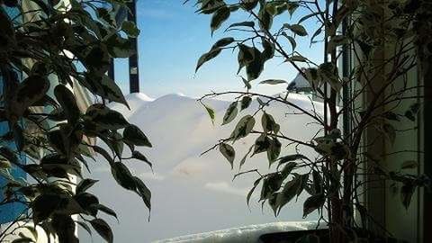 Low angle view of palm trees against sky