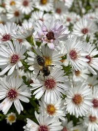 Close-up of bee pollinating on white flower