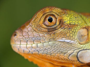 Close-up of lizard