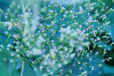 Close-up of plant