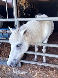 Beautiful, majestic and gentle gray horse