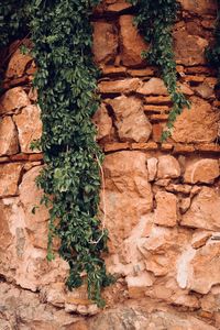 Plants growing on stone wall