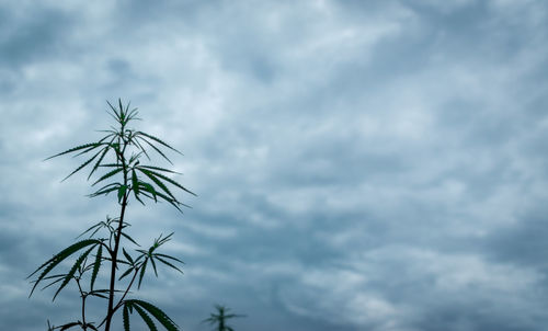 Low angle view of palm tree against sky