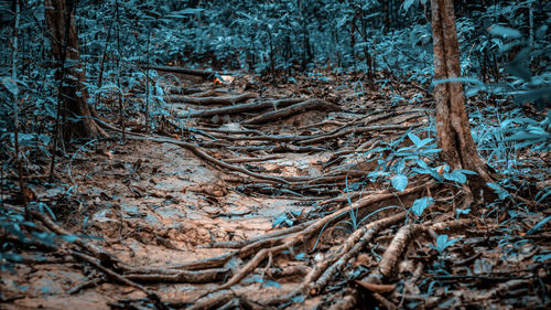 Close-up of tree roots on field