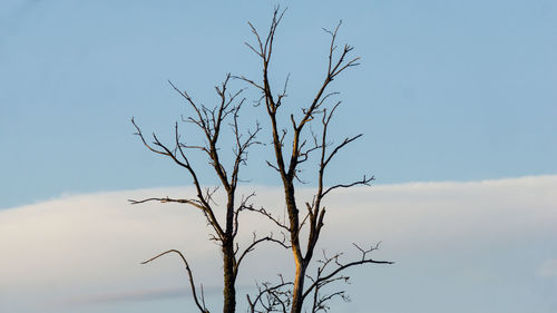 Low angle view of bare tree against sky