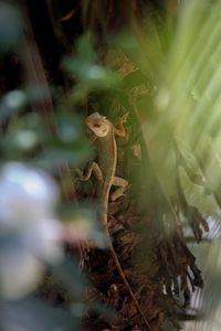 Close-up of lizard on tree