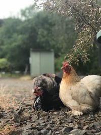 Close-up of rooster