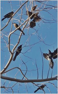 Low angle view of bird perched on blue sky