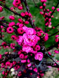 Close-up of pink flowering plant