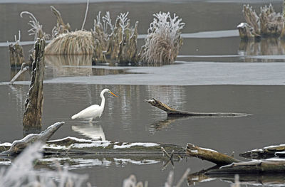Birds perching on driftwood against lake