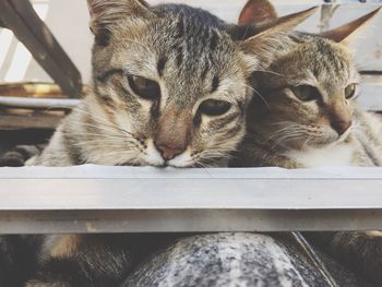 Close-up of cats