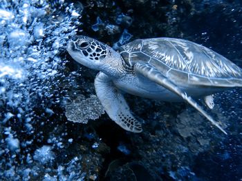 View of turtle swimming in sea