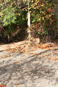 View of stream along trees in forest