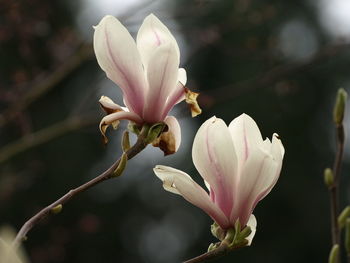 Close-up of pink flower buds