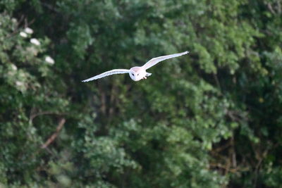 Close-up of bird flying against the sky