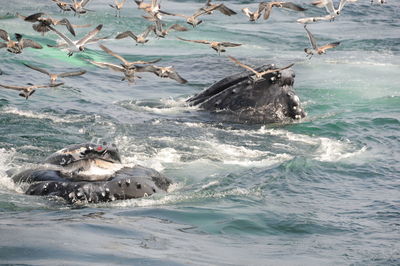 Birds swimming in sea