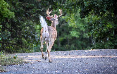 Deer standing on road amidst trees