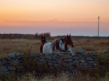 View of dogs on field during sunset