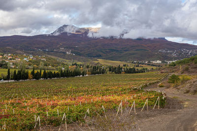Scenic view of vineyard against sky