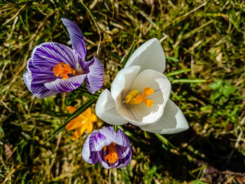 Close-up of purple crocus flowers on field