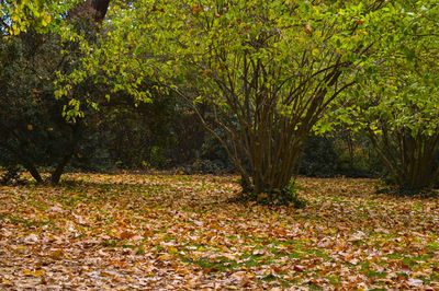 Trees growing in field