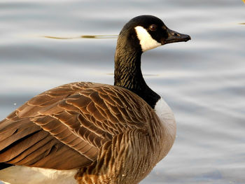 Close-up of a bird