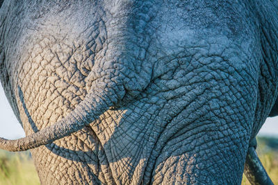 Close-up of elephant on sunny day