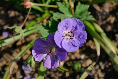 Close-up of purple flowering plant