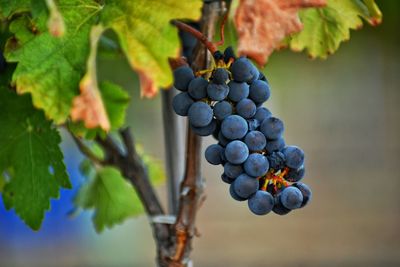 Close-up of grapes growing in vineyard