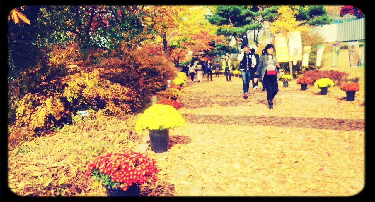 transfer print, auto post production filter, tree, lifestyles, leisure activity, men, walking, person, autumn, full length, yellow, growth, park - man made space, day, rear view, outdoors, nature